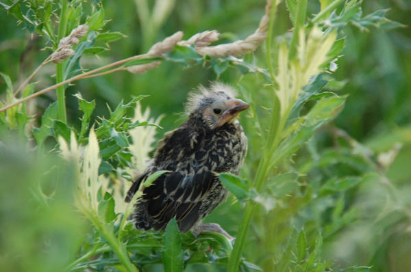 Red-winged Blackbird