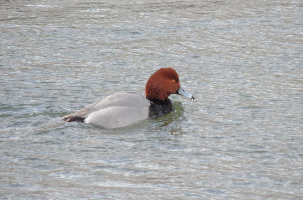 Redhead