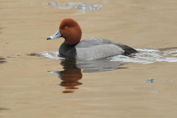 Redhead