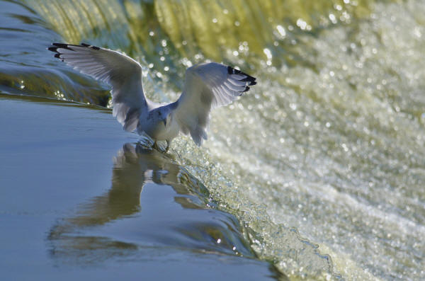 Ring-billed Gull