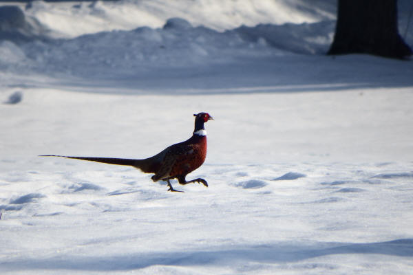 Ring-necked Pheasant