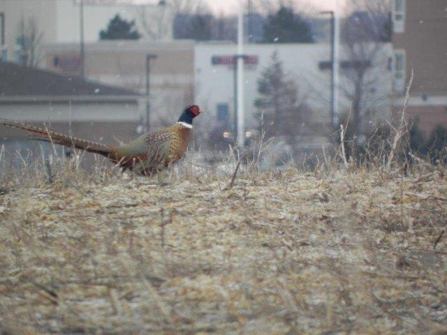 Ring-necked Pheasant