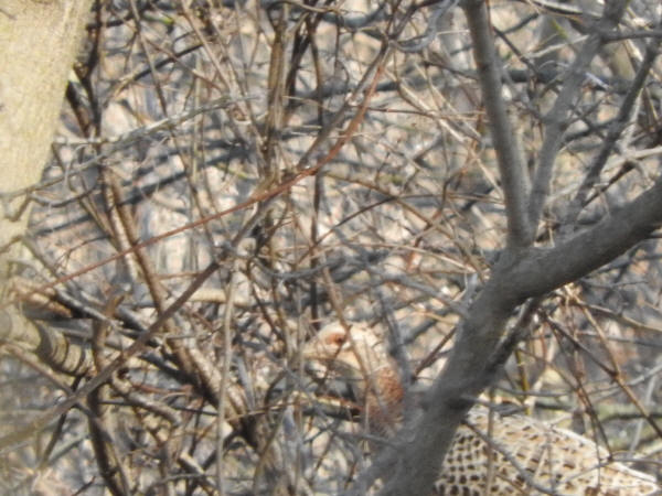 Ring-necked Pheasant 