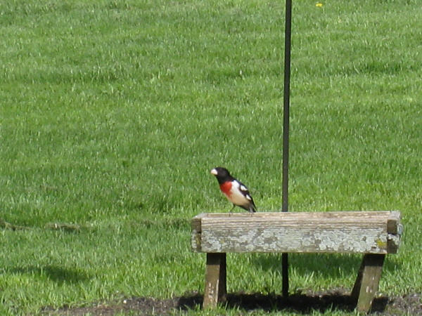 Rose-breasted Grosbeak