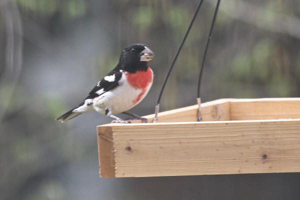 Rose-breasted Grosbeak