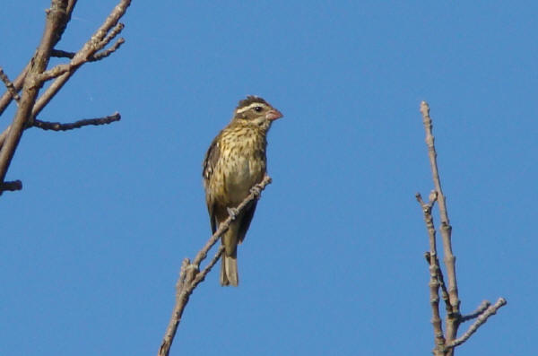 Rose-breasted Grosbeak