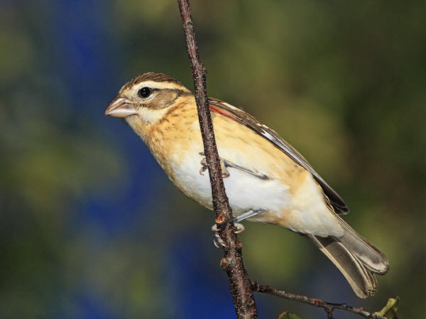 Rose-breasted Grosbeak