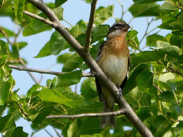 Juvenile  male Rose-breasted Grosbeak