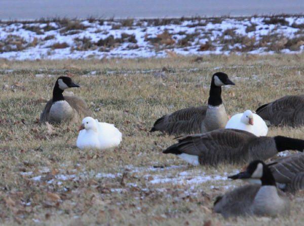 Ross's Geese