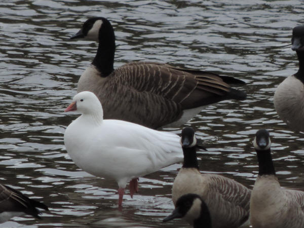 Ross's Goose