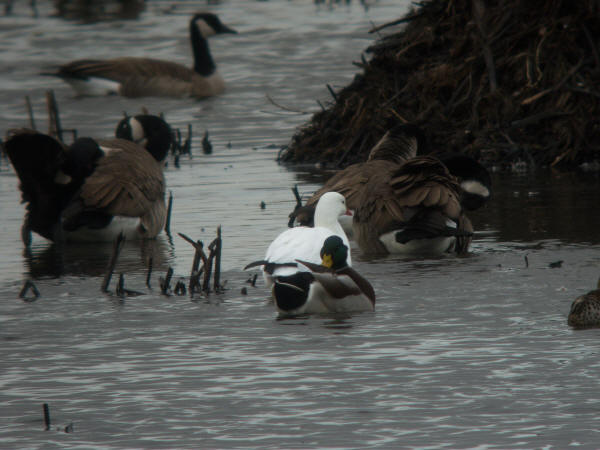 Ross's Goose