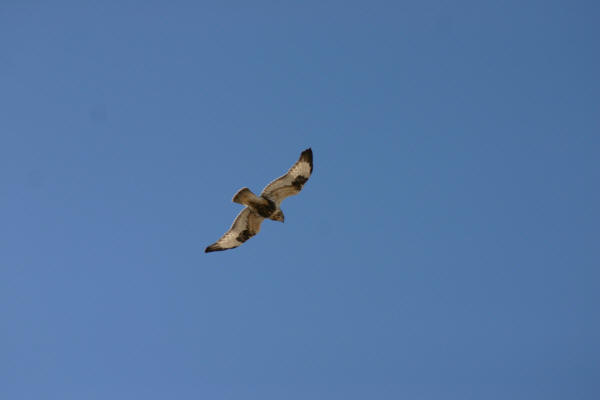 Rough-legged Hawk