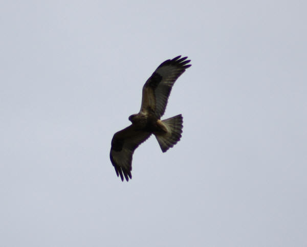 Rough-legged Hawk