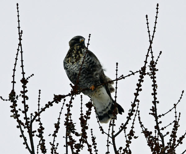 Rough-legged Hawk