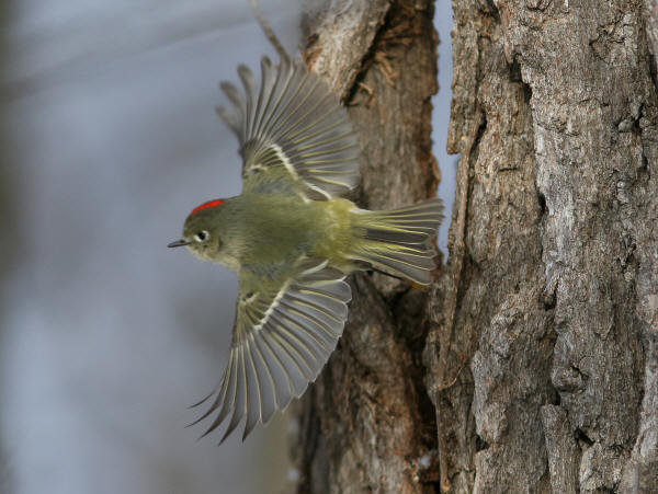 Ruby-crowned Kinglet