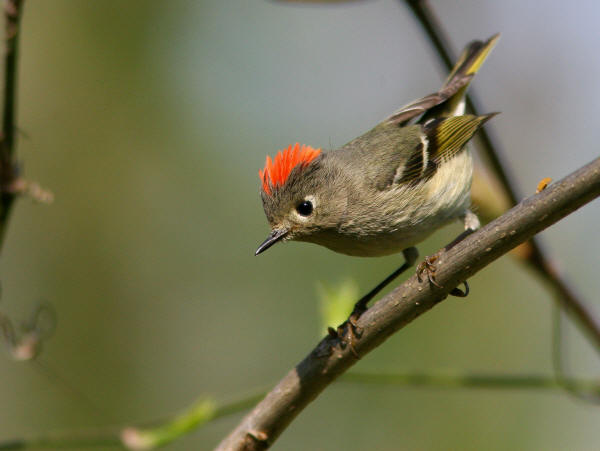 Ruby-crowned Kinglet