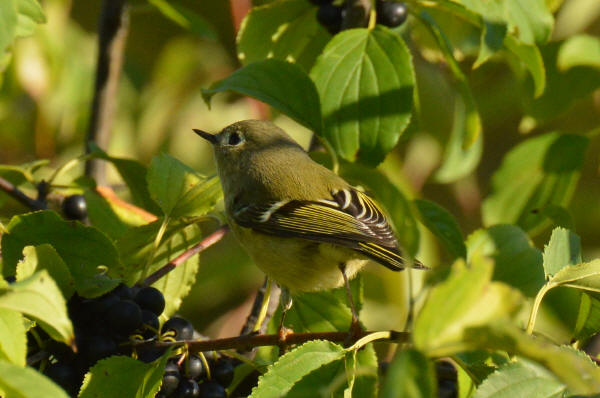 Ruby-crowned Kinglet