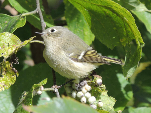 Ruby-crowned Kinglet