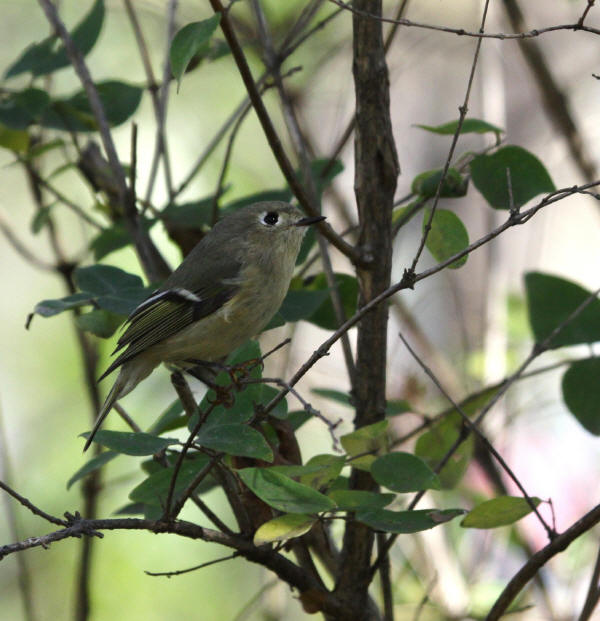 Ruby-crowned Kinglet