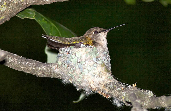 Ruby-throated Hummingbird