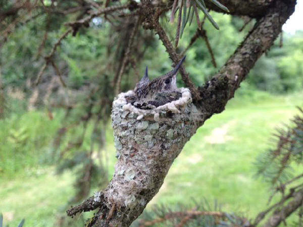 Ruby-throated Hummingbird