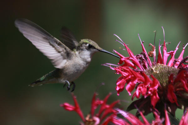 Ruby-throated Hummingbird