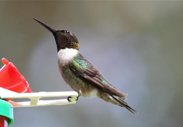 Ruby-throated Hummingbird