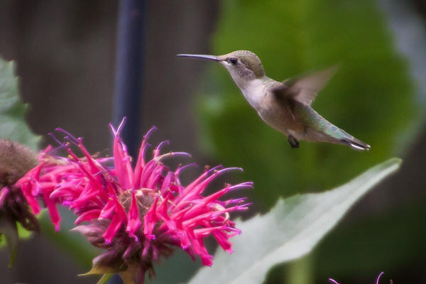 Ruby-throated Hummingbird