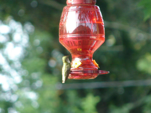 Ruby-throated Hummingbird