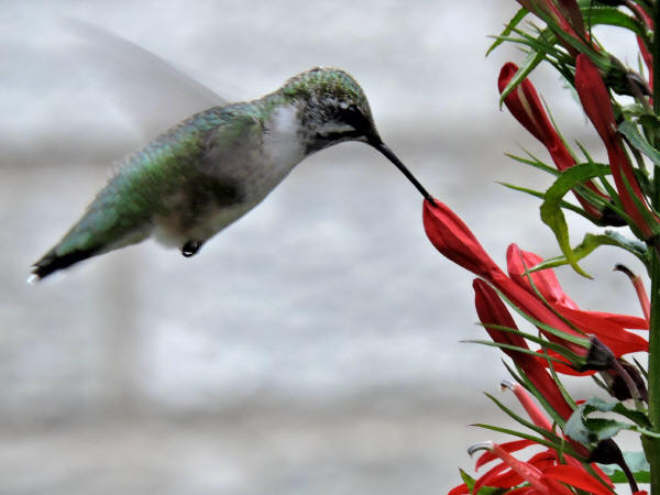 Ruby-throated Hummingbird