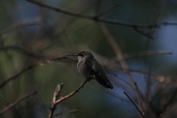 Ruby-throated Hummingbird