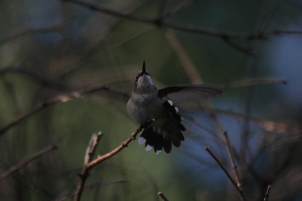 Ruby-throated Hummingbird