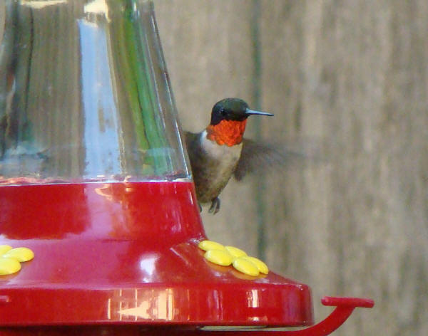 Ruby-throated Hummingbird