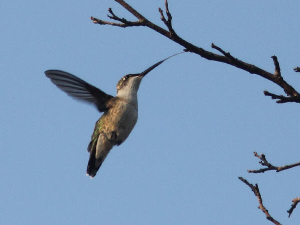 Ruby-throated Hummingbird