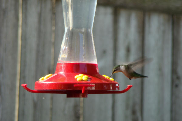 Ruby-throated Hummingbird