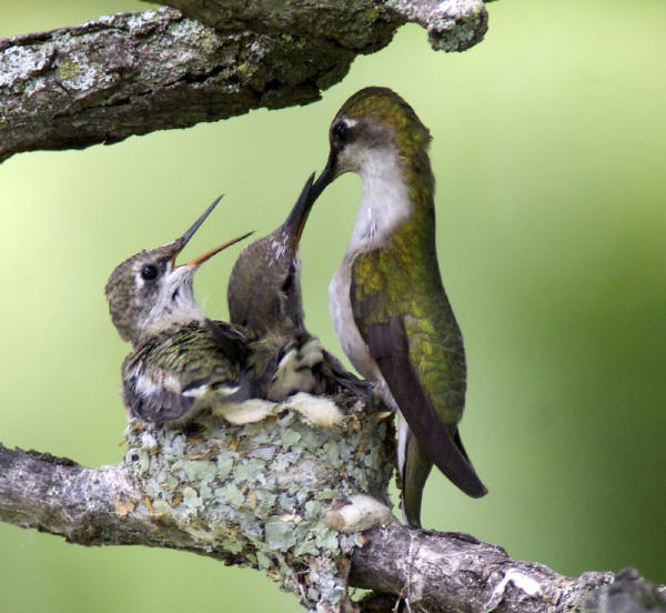 Ruby-throated Hummingbird family