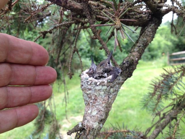 Ruby-throated Hummingbird