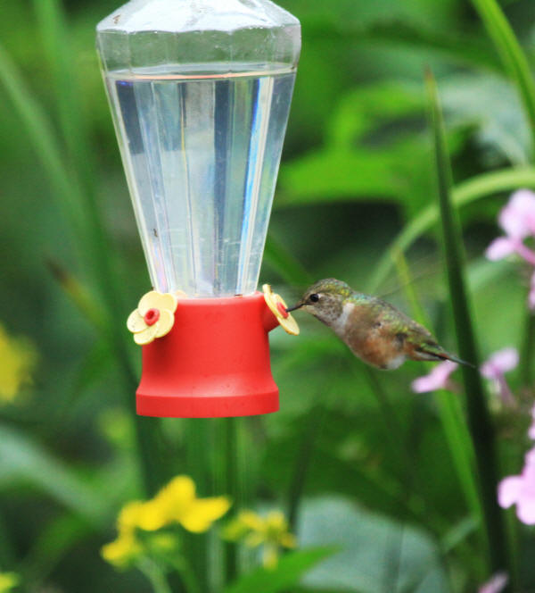 Rufous Hummingbird