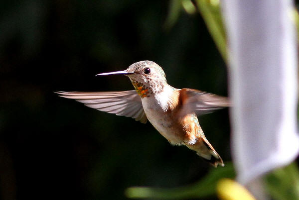 Rufous Hummingbird