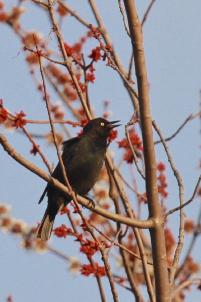 Rusty Blackbird