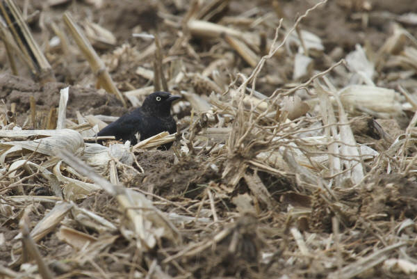 Rusty Blackbird