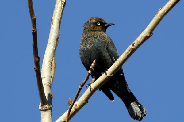 Rusty Blackbird