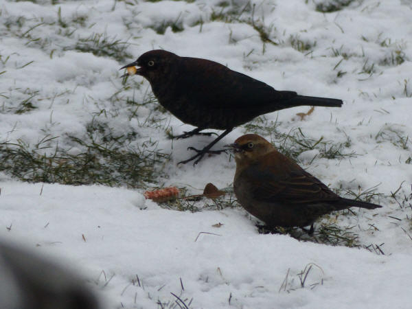 Rusty Blackbirds