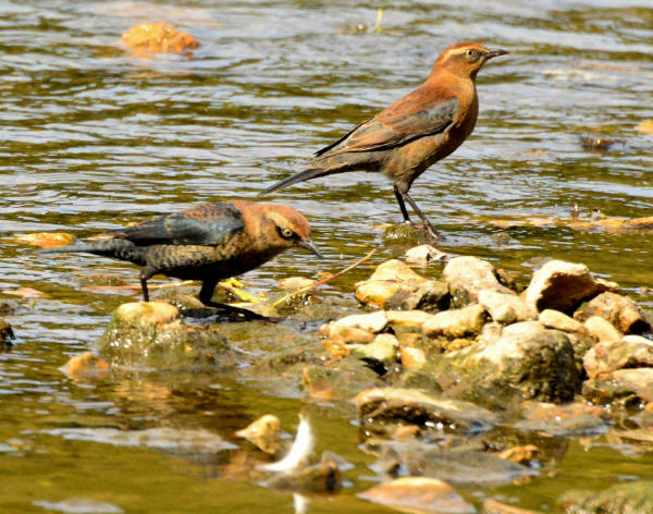 Rusty Blackbirds