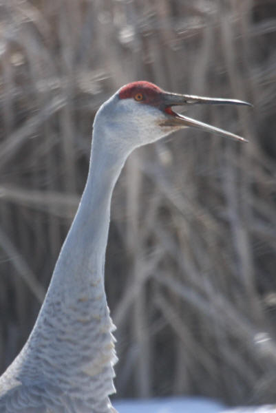 Sandhill Crane photo