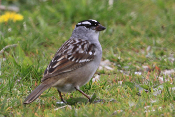 White-crowned Sparrow