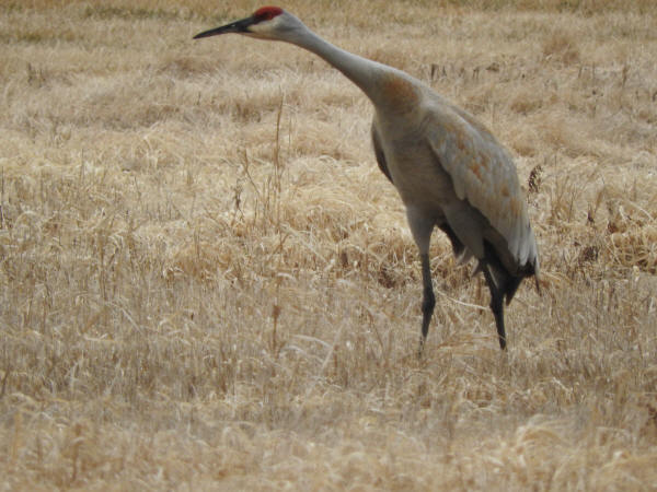 Sandhill Crane