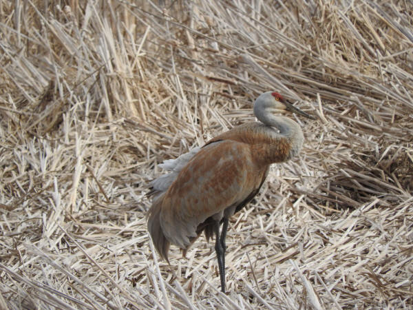 Sandhill Crane