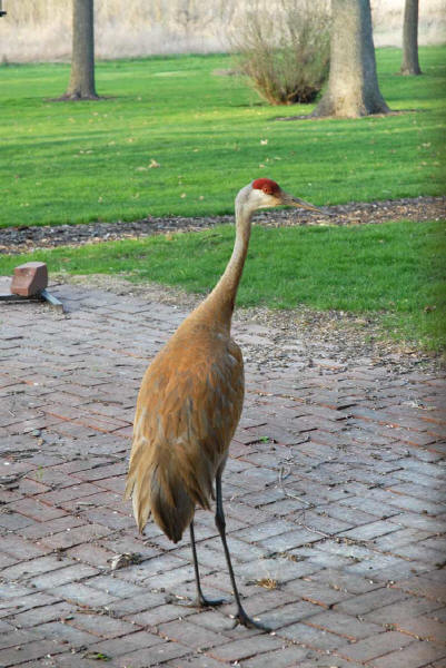 Sandhill Crane