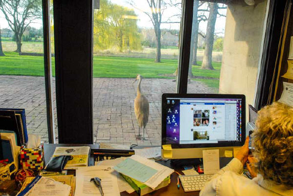 Sandhill Crane